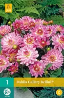 Dahlia gallery bellini  1st - afbeelding 1