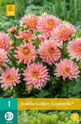 Dahlia gallery leonardo  1st - afbeelding 1