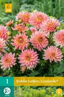 Dahlia gallery leonardo  1st - afbeelding 1