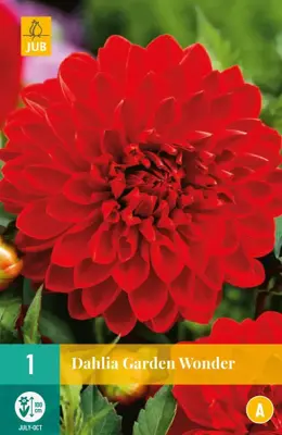 Dahlia garden wonder 1 stuks - afbeelding 1