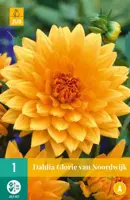 Dahlia glorie van noordwijk 1 stuks - afbeelding 1