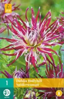 Dahlia hollyhill spiderwoman 1 stuks - afbeelding 1