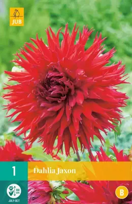 Dahlia jaxon 1 stuks - afbeelding 1
