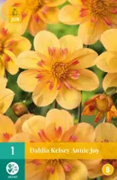 Dahlia kelsey annie joy 1 stuks - afbeelding 1