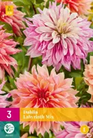 Dahlia labyrinth mix 3 stuks - afbeelding 1