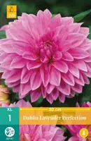 Dahlia lavender perfection 1 stuks - afbeelding 1