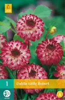 Dahlia little robert 1 stuks - afbeelding 1