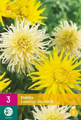 Dahlia lumiere du soleil 3 stuks - afbeelding 1