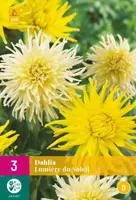 Dahlia lumiere du soleil 3 stuks - afbeelding 1