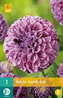 Dahlia marble ball 1 stuks - afbeelding 1