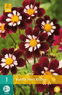 Dahlia mary eveline 1 stuks - afbeelding 1