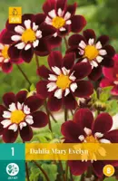Dahlia mary eveline 1 stuks - afbeelding 1