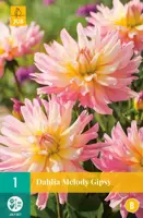 Dahlia melody gipsy 1 stuks - afbeelding 1