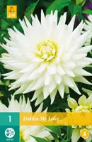 Dahlia my love 1 stuks - afbeelding 1