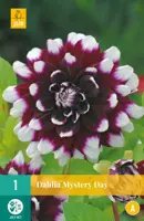 Dahlia mystery day 1 stuks - afbeelding 1