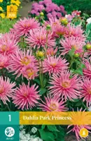 Dahlia park princess 1 stuks - afbeelding 1