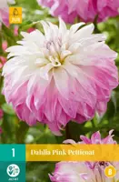 Dahlia pink petticoat 1st - afbeelding 1
