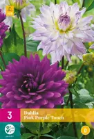 Dahlia pink purple touch 3 stuks - afbeelding 1