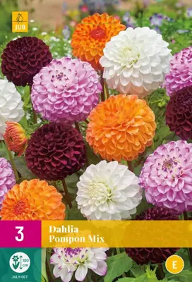 Dahlia pompon mix 3 stuks - afbeelding 1