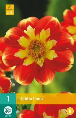 Dahlia pooh 1 stuks - afbeelding 1