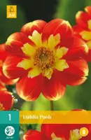 Dahlia pooh 1 stuks - afbeelding 1