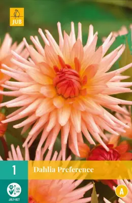 Dahlia preference 1 stuks - afbeelding 1