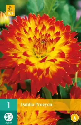 Dahlia procyon 1 stuks - afbeelding 1