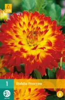 Dahlia procyon 1 stuks - afbeelding 1