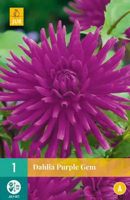 Dahlia purple mix 1 stuks - afbeelding 1