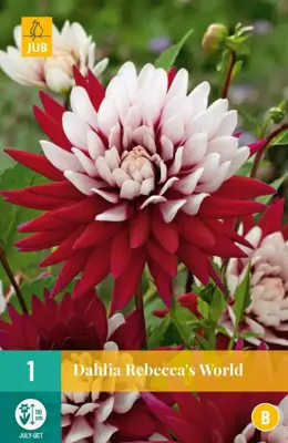 Dahlia rebeccas world 1 stuks - afbeelding 1