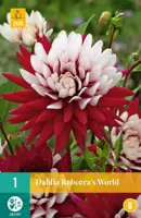Dahlia rebeccas world 1 stuks - afbeelding 1