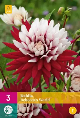 Dahlia rebeccas world 3 stuks - afbeelding 1