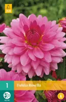 Dahlia rosella 1 stuks - afbeelding 1