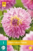 Dahlia sakura fubuki 1 stuks - afbeelding 1