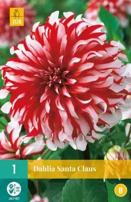 Dahlia santa claus 1 stuks - afbeelding 1