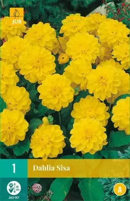 Dahlia sisa 1 stuks - afbeelding 1