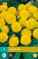 Dahlia sisa 1 stuks - afbeelding 1
