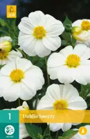Dahlia sneezy 1 stuks - afbeelding 1