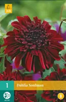 Dahlia soulman 1 stuks - afbeelding 1