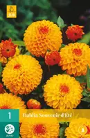 Dahlia souvenir dete 1 stuks - afbeelding 1