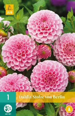 Dahlia stolze von berlin 1 stuks - afbeelding 1