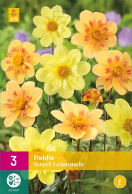 Dahlia sweet lemonade 3 stuks - afbeelding 1