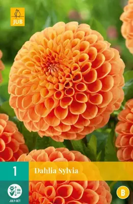 Dahlia sylvia 1st - afbeelding 1