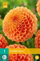 Dahlia sylvia 1st - afbeelding 1