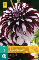 Dahlia tartan 1 stuks