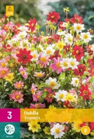 Dahlia topmix 3 stuks - afbeelding 1