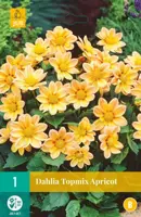 Dahlia topmix apricot 1 stuks - afbeelding 1