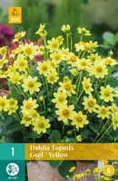 Dahlia topmix geel/yellow 1 stuks - afbeelding 1