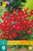 Dahlia topmix rood/red 1 stuks - afbeelding 1