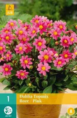 Dahlia topmix roze/pink 1 stuks - afbeelding 1